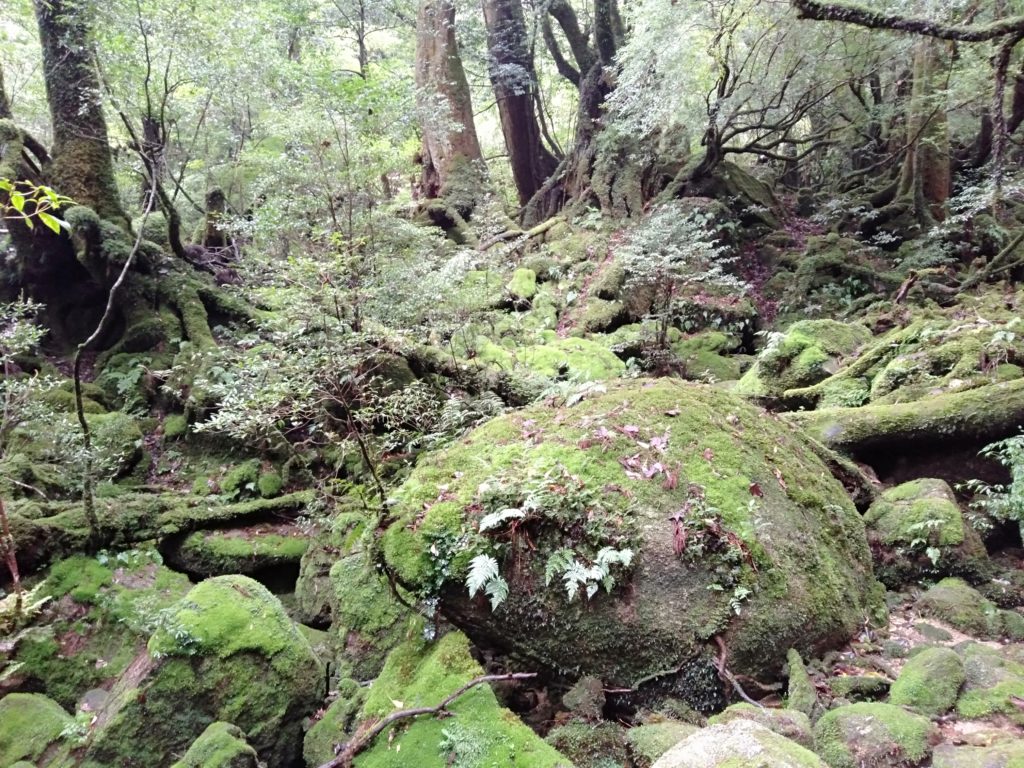 登山初心者が屋久島で縄文杉と白谷雲水峡へ行ってみた Azuの趣味ブログ
